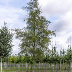 Alnus glutinosa ‘Impérialis’