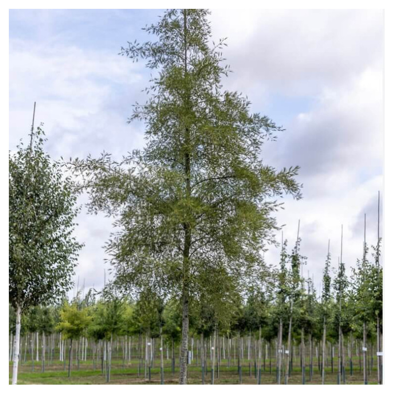 Alnus glutinosa ‘Impérialis’