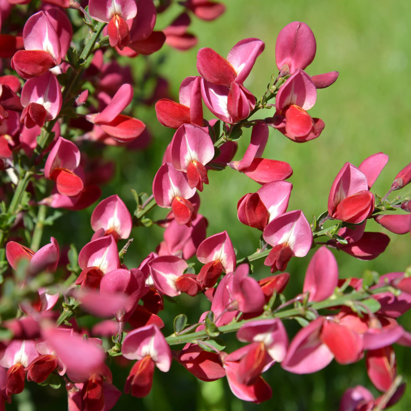 Cytisus scoparius ‘Boskoop Ruby’