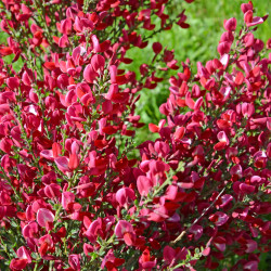 Cytisus scoparius ‘Boskoop Ruby’