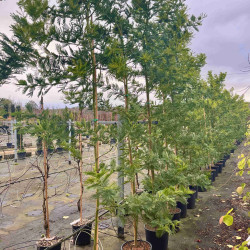 Acacia dealbata ‘Gaulois Astier’ - Mimosa