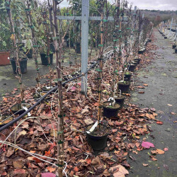 Vitis vinifera 'Italia' - Raisin de table