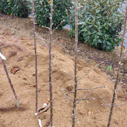 Pyrus communis ‘Plant de Blanc’