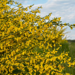 Cytisus scoparius Golden Sunlight