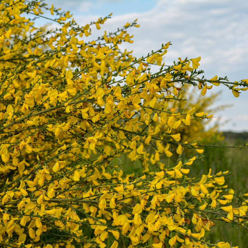 Cytisus scoparius Golden Sunlight