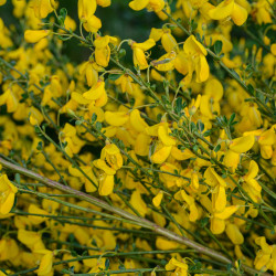 Cytisus scoparius Golden Sunlight