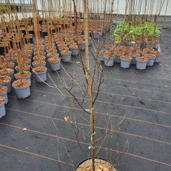 Betula pendula Golden Obelisk