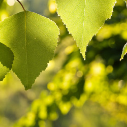 Betula pendula Golden Obelisk