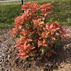 Photinia serratifolia ‘Pink Crispy‘ ® - ‘Oploo 5’