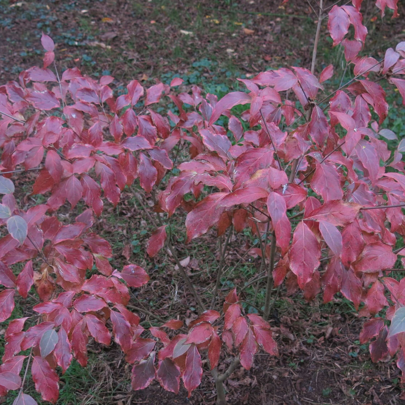 Cornus ‘Alicia’