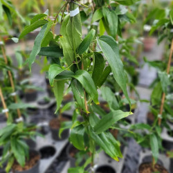 Clematis armandii