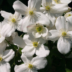 Clematis cartmanii 'Joe'