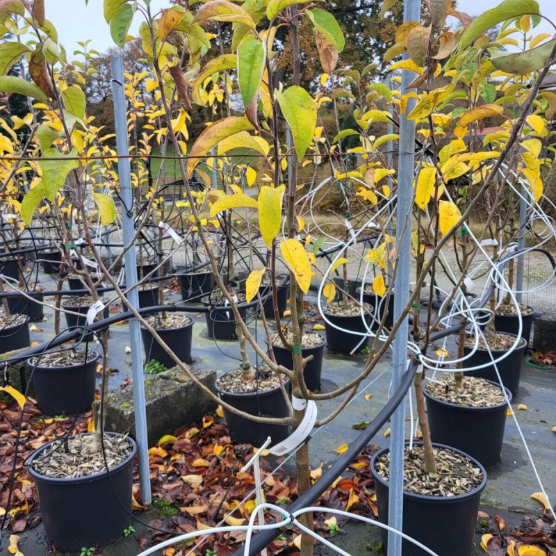 Malus domestica ‘Cox's Orange’ - Pommier