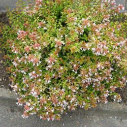 Abélia grandiflora Kaléidoscope