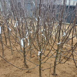 Malus domestica ‘Reinette Clochard’ - Pommier