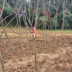 Malus domestica ‘Reinette Clochard’ - Pommier