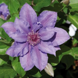 Clematis ‘Tudor - Sibyl