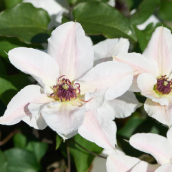 Clematis ‘Tudor - Faun‘