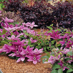 Clematis ‘Tudor - Darcy‘