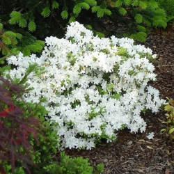 Azalea japonica ‘King's White‘