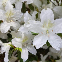 Azalea japonica ‘King's White‘