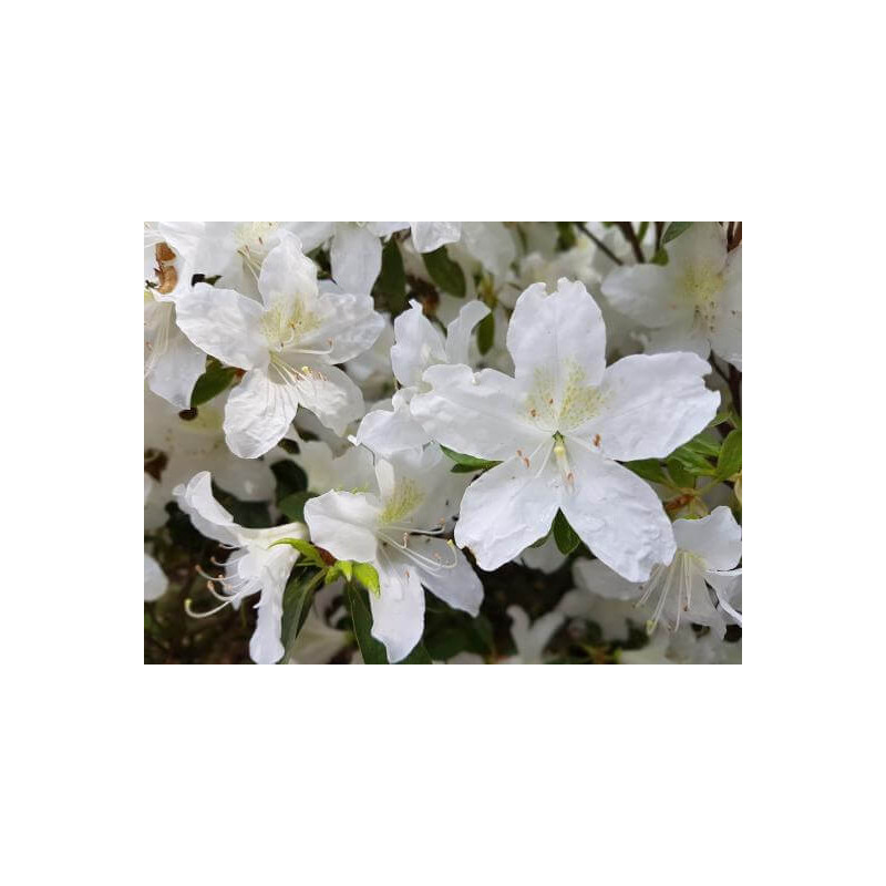 Azalea japonica ‘King's White‘