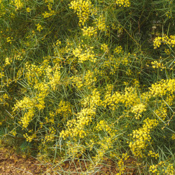 Acacia boormanii