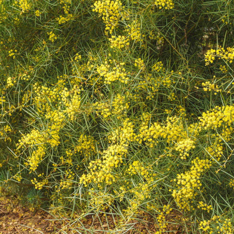 Acacia boormanii