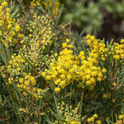 Acacia boormanii