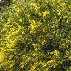 Acacia boormanii