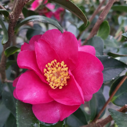 Camellia sasanqua ‘Kanjiro’