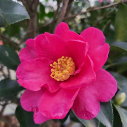 Camellia sasanqua ‘Kanjiro’