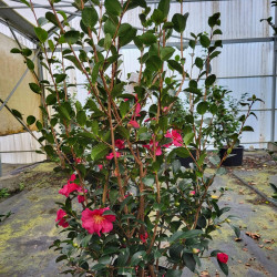 Camellia sasanqua ‘Kanjiro’