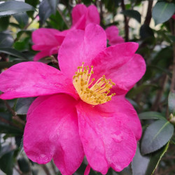 Camellia sasanqua ‘Cleopatra’