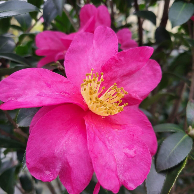 Camellia sasanqua ‘Cleopatra’