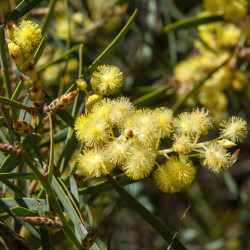 Acacia iteaphylla