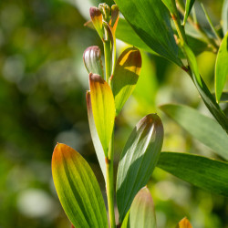 Acacia melanoxylon