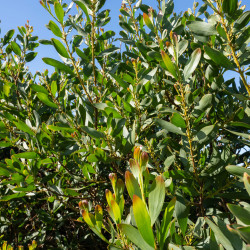 Acacia melanoxylon