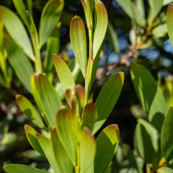 Acacia melanoxylon