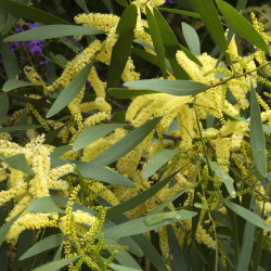 Acacia obliquinervia