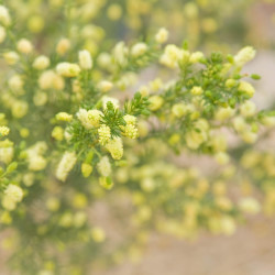 Acacia verticillata