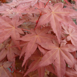 Acer palmatum ‘Deshojo’