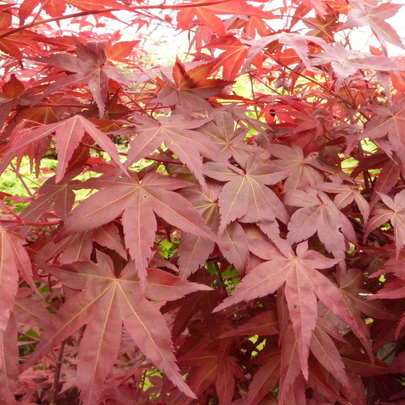 Acer palmatum ‘Deshojo’