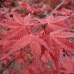 Acer palmatum ‘Deshojo’