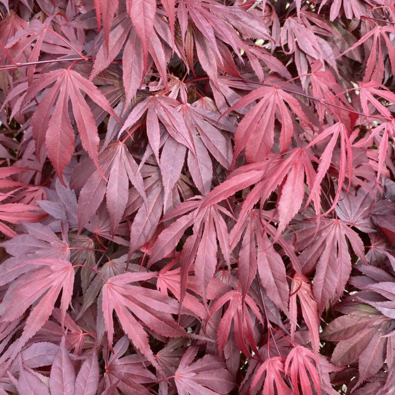 Acer palmatum ‘Oregon Sunset’ - Érable japonais