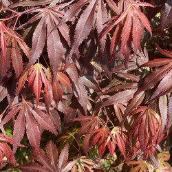 Acer palmatum ‘Oregon Sunset’ - Érable japonais