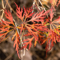 Acer palmatum Dissectum Orangeola