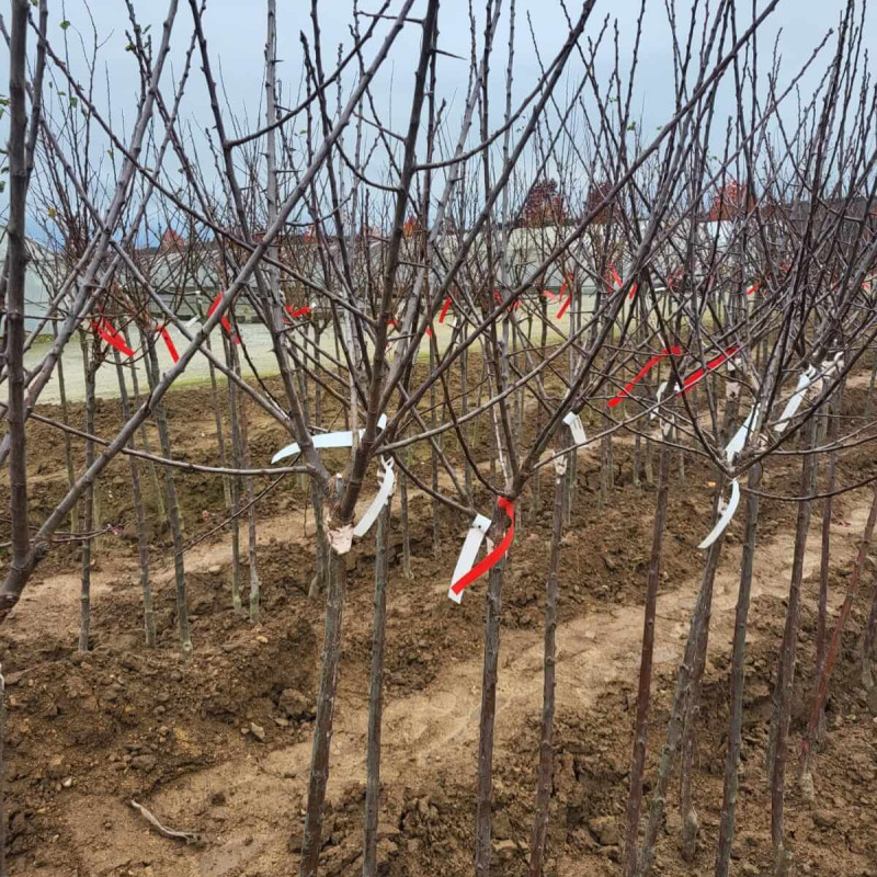 Prunus persica ‘Jalousia‘