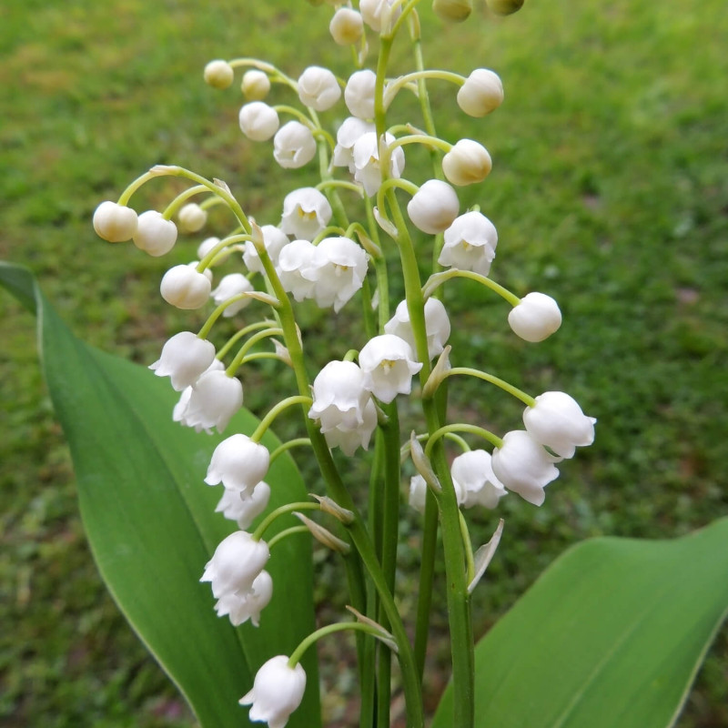 Convallaria majalis ‘Prolificans‘