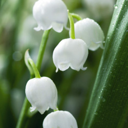 Convallaria majalis ‘Prolificans‘